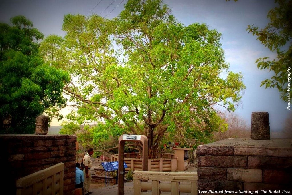 Bodhi Tree- Sanchi