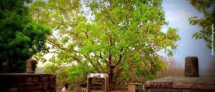 Bodhi Tree- Sanchi
